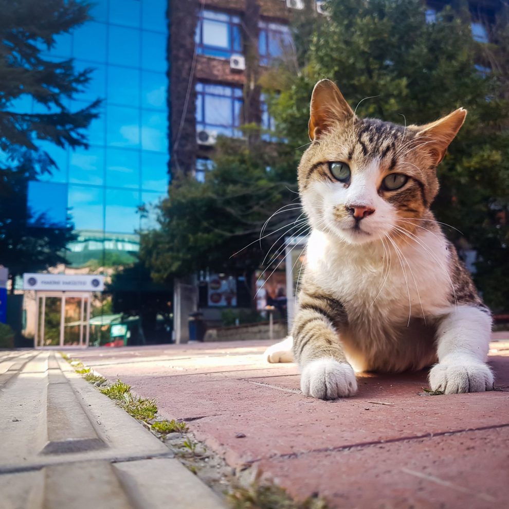 Yıldız Teknik Üniversitesi - CFGS