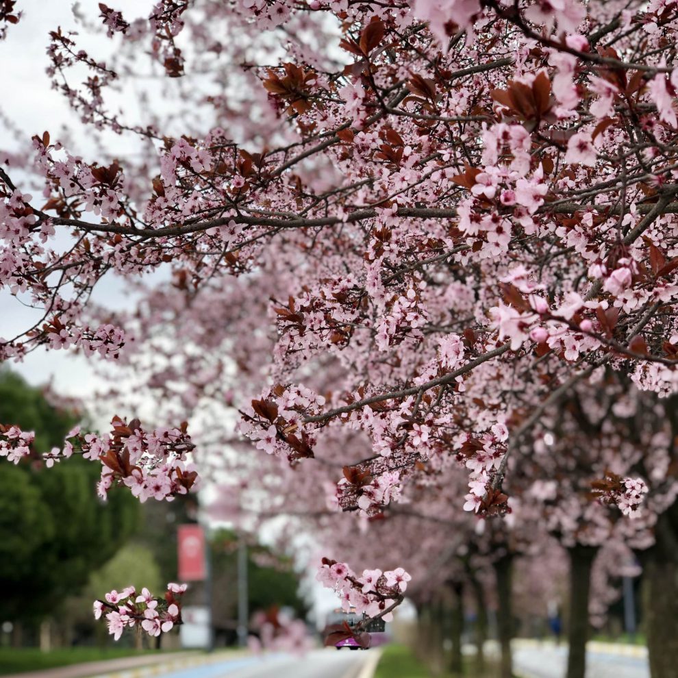 Yıldız Teknik Üniversitesi Davutpaşa Kampüsü